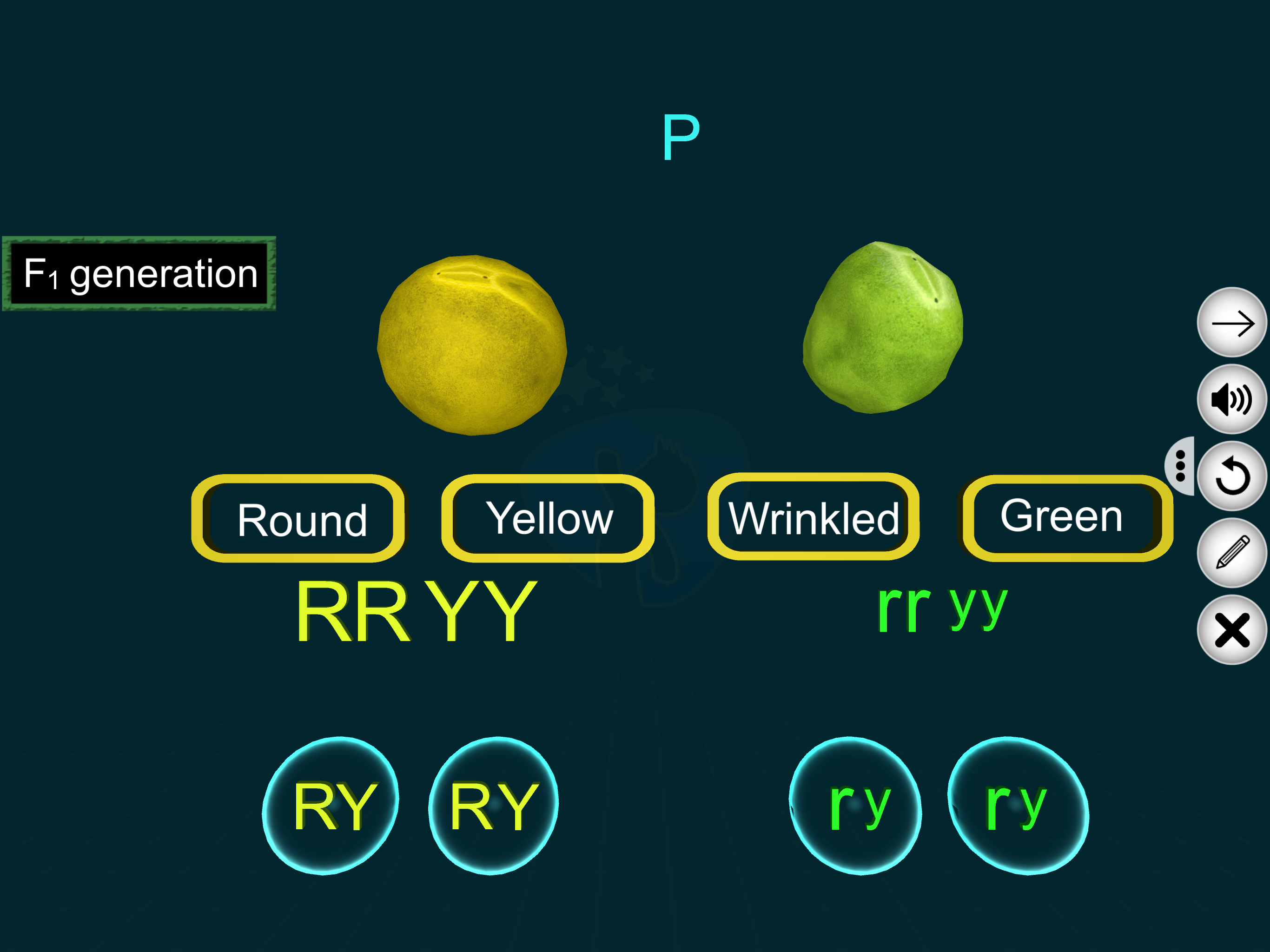 Dihybrid Cross by EduTech Era