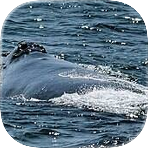 Whale Encyclopedia