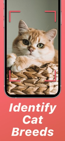 Cat Breed Identifier: Kityko Screenshot 1 of 4