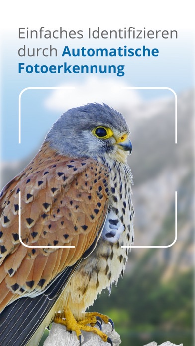 Vögel in Österreich Screenshot
