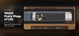 Ant Colony Simulator: Pet Ants Screenshot 3 of 8