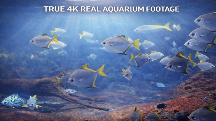 Screenshot #2 pour Living Aquarium TV 4K