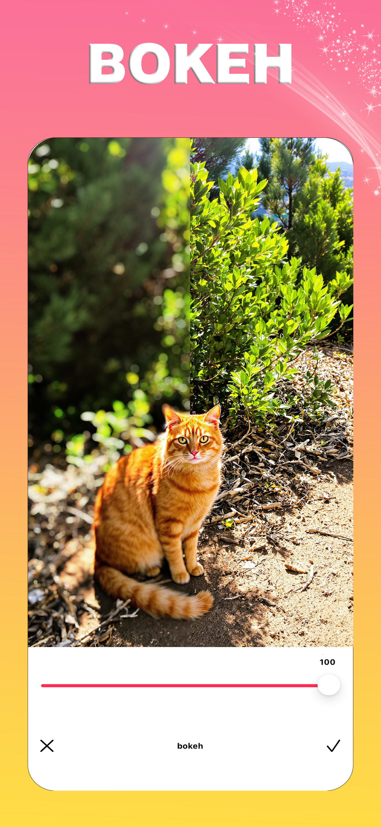 CatPic: AI Photo & Cat Editor