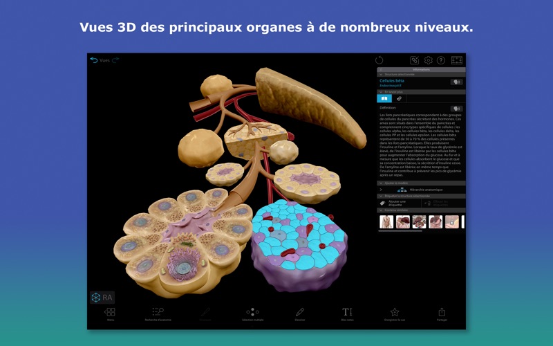 Screenshot #2 pour Atlas d'anatomie humaine en 3D