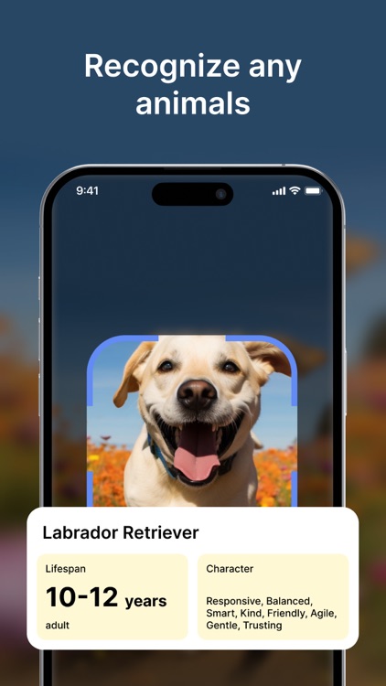 Lens Photo Scanner, Identify