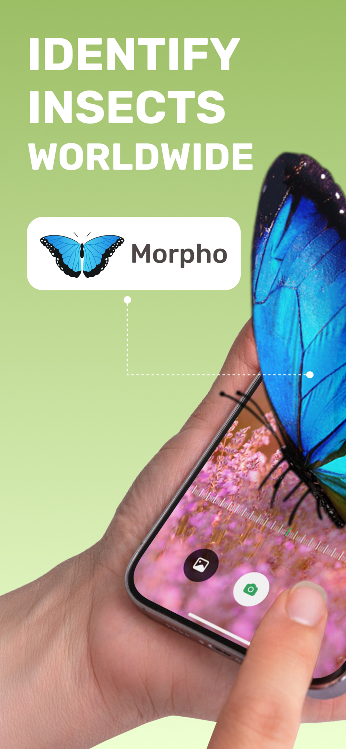 Insect Identifier Bug ID