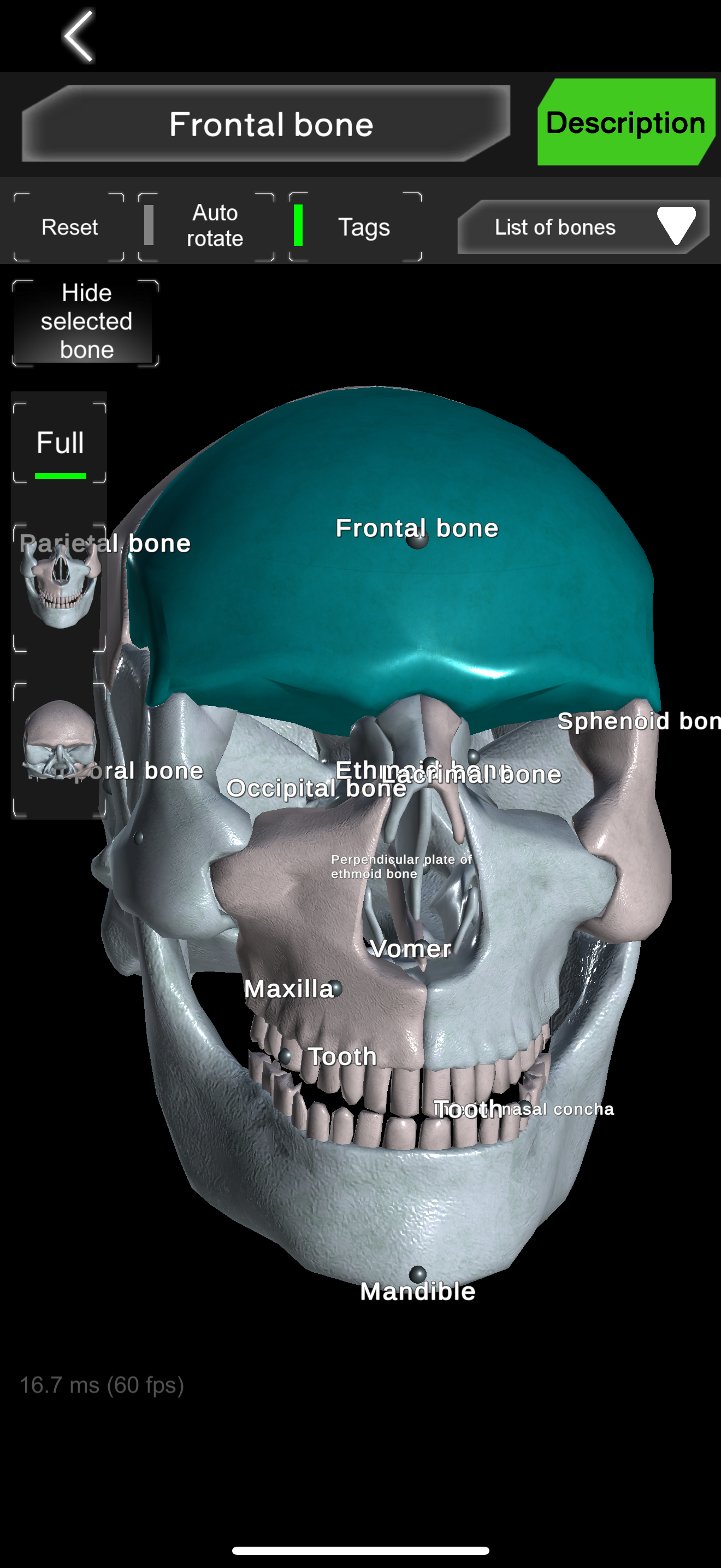 Bones 3D (Anatomy)
