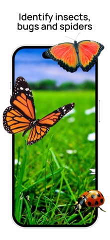 Insect Identifier: Bug Scanner Screenshot 1 of 3