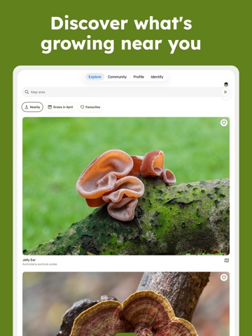 Sporecast: Mushroom Map & ID iPad screenshot