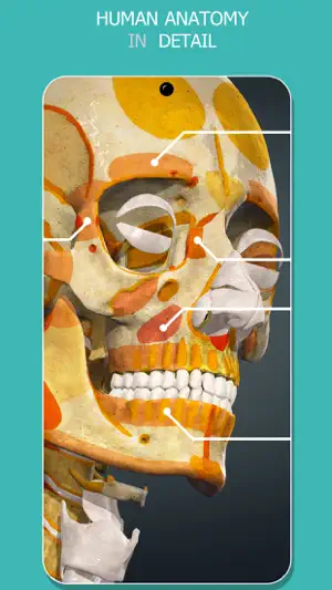 Anatomy Learning - 3D Atlas screenshot 2