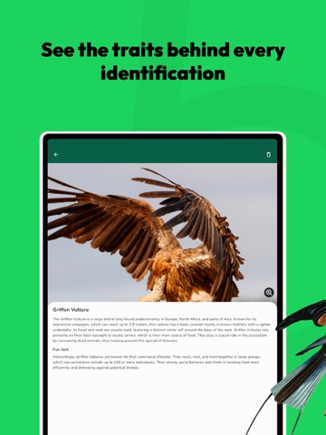 Bird Identifier - Ornithology iPad screenshot