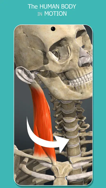 Anatomy Learning - 3D Atlas screenshot 4 of 7