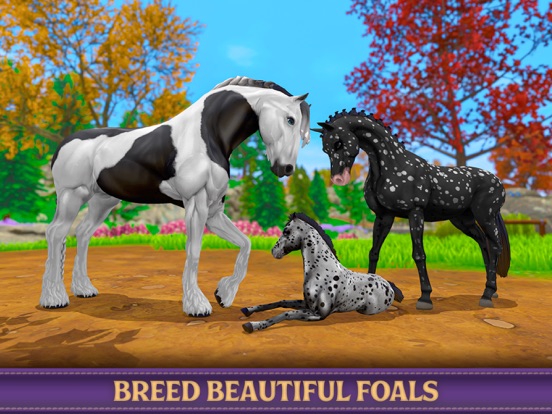 Star Equestrian - Horse Ranch