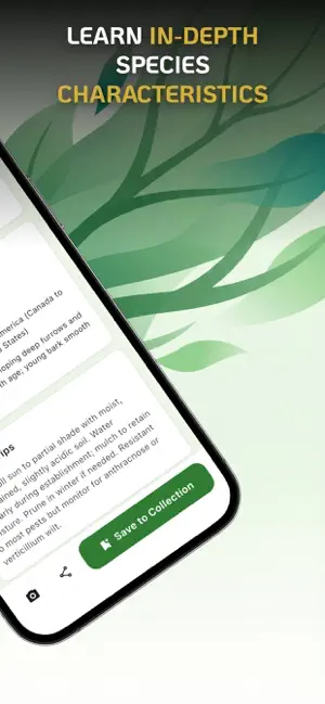 #5. Tree Identifier : Leaf Finder (iOS) Podle: BASAK GEDIK