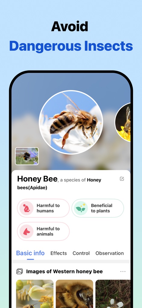 Picture Insect: Bug Identifier - Users can gain critical insights into insect characteristics, including whether a "Honey Bee" is "Harmful to humans" or "Beneficial to plants," aiding informed decisions.
