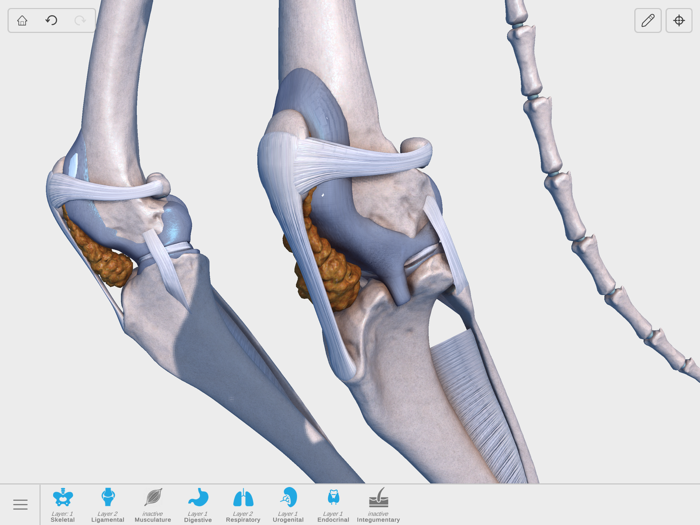 Complete Canine Anatomy 3D