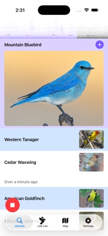 Kestrel: Background Bird ID screenshot