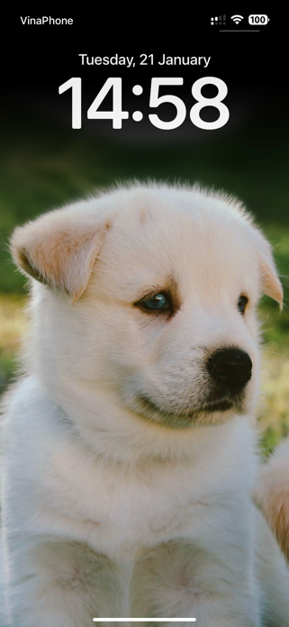 Cute Dog Wallpapers HD Screenshot 3 of 9