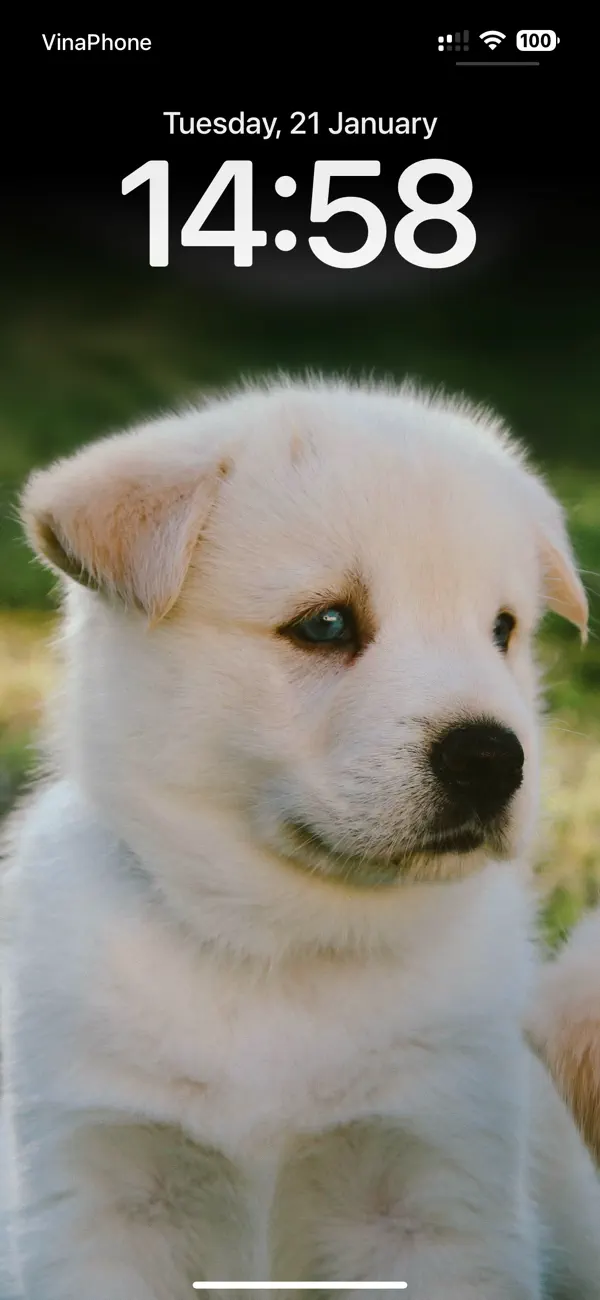 Screenshot #3 pour Cute Dog Wallpapers HD
