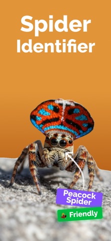 Spider Identifier - SpinScout screenshot