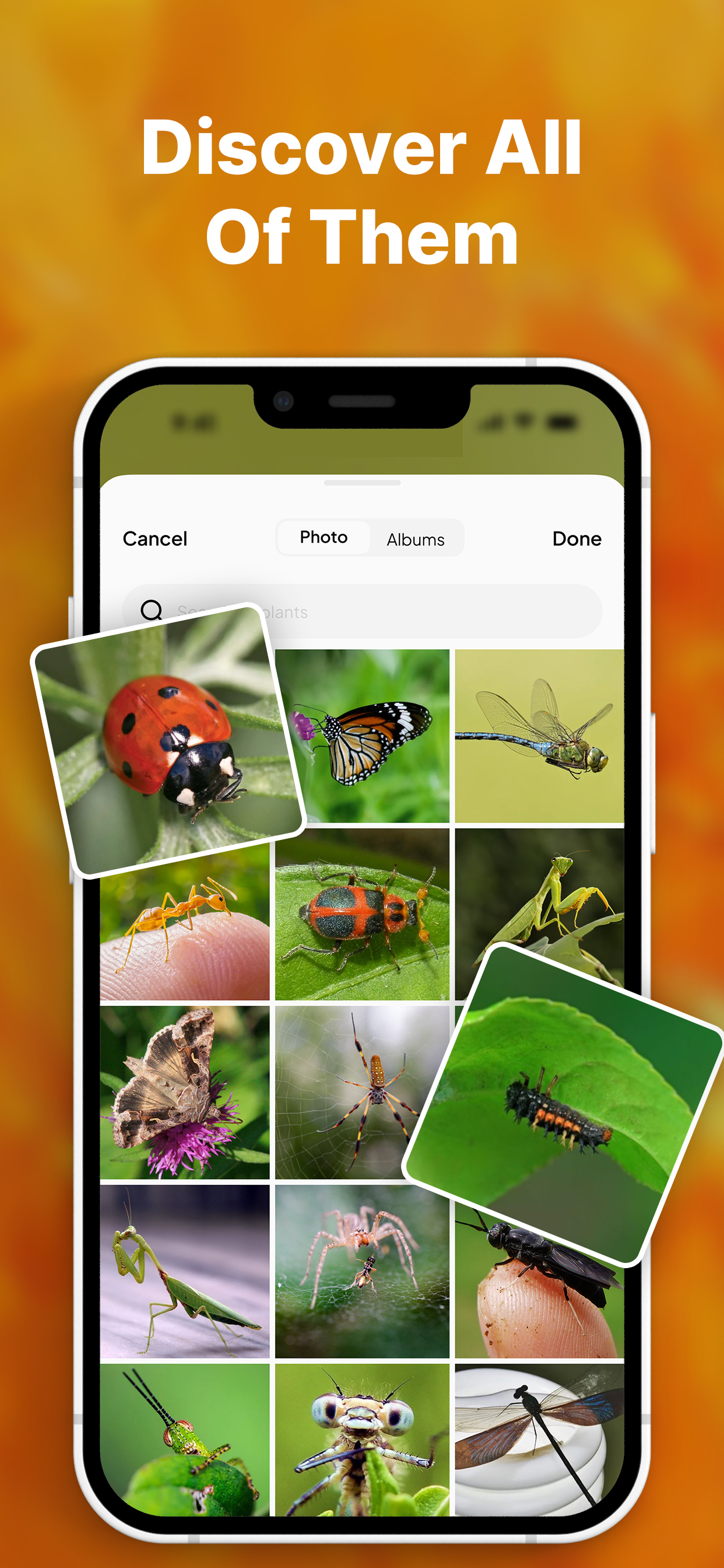 Insect Bug Spiders Identifier