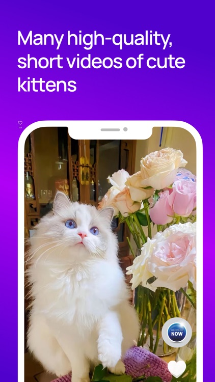 Cat Tok - Kitty Video & AI