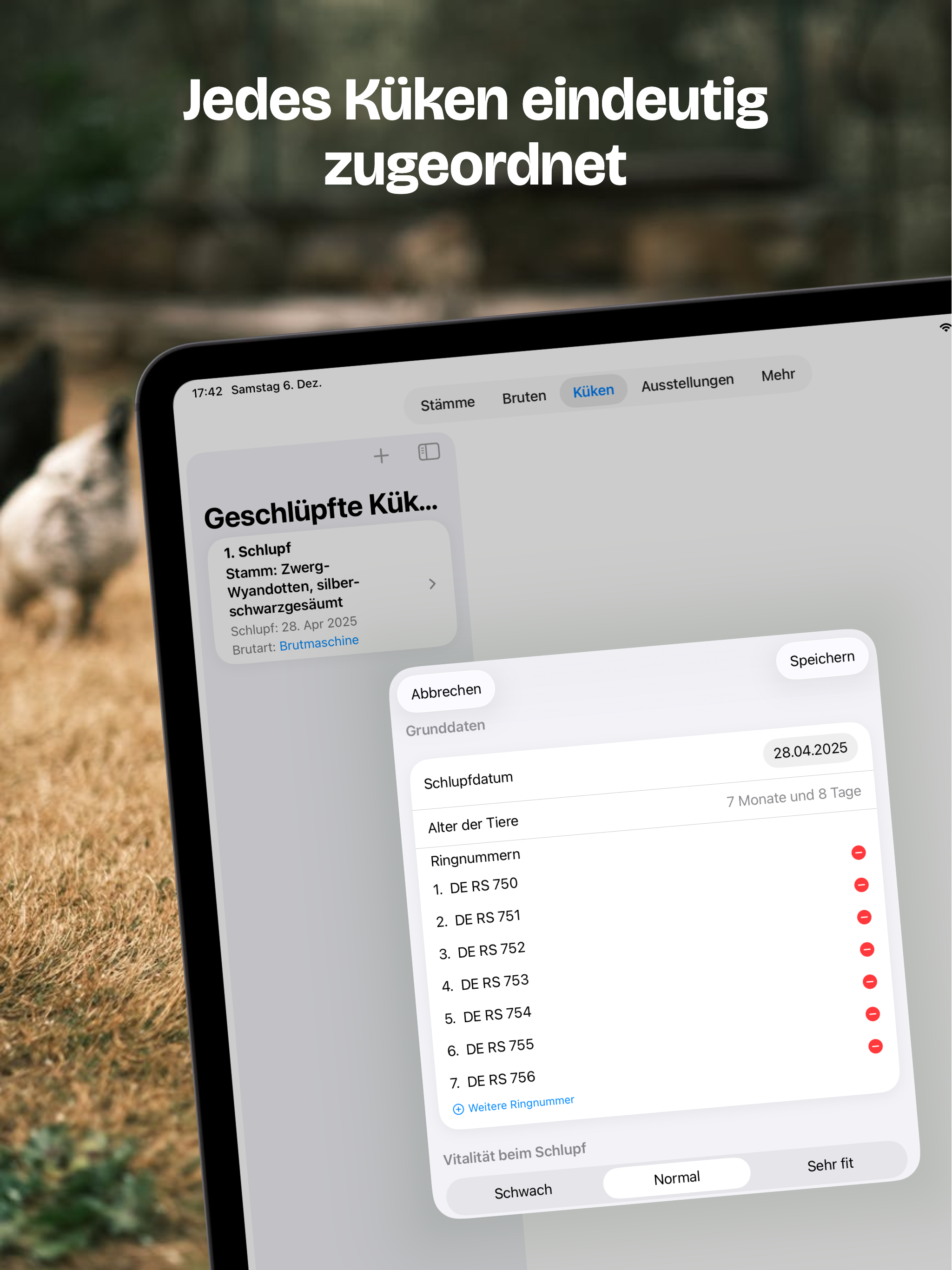 Hühnerzucht