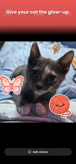 Show Me Your Kitties screenshot 2