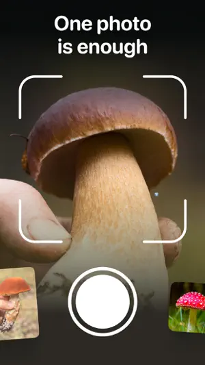 Mushroom Identifier: Foraging screenshot 2