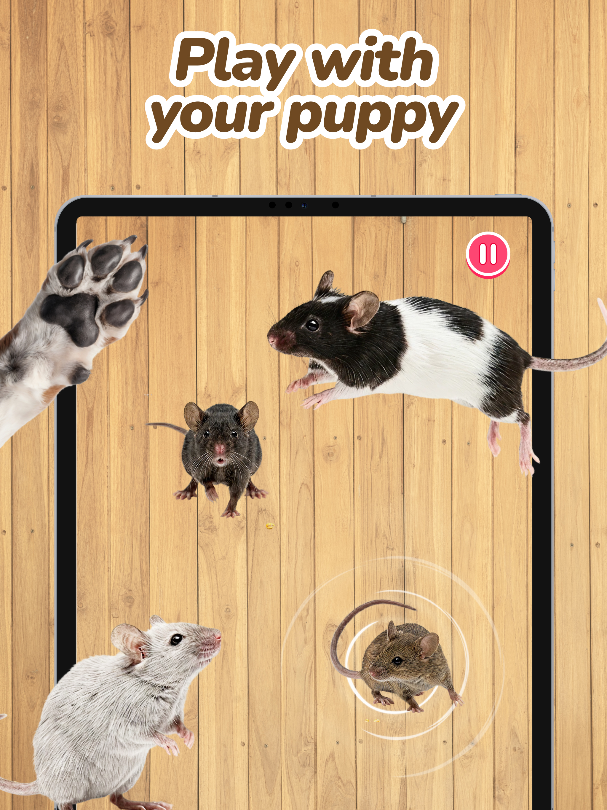 Dog Games - Pet Games