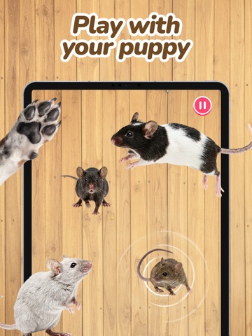 Dog Games - Pet Games iPad screenshot