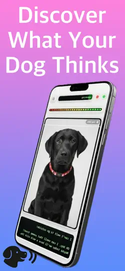 Screenshot von Doglish auf dem iPhone 3