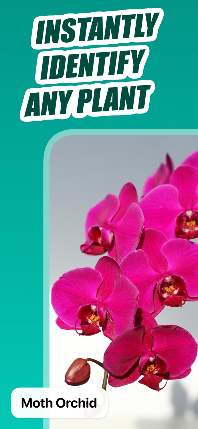 AI Plant Identifier - Plantz