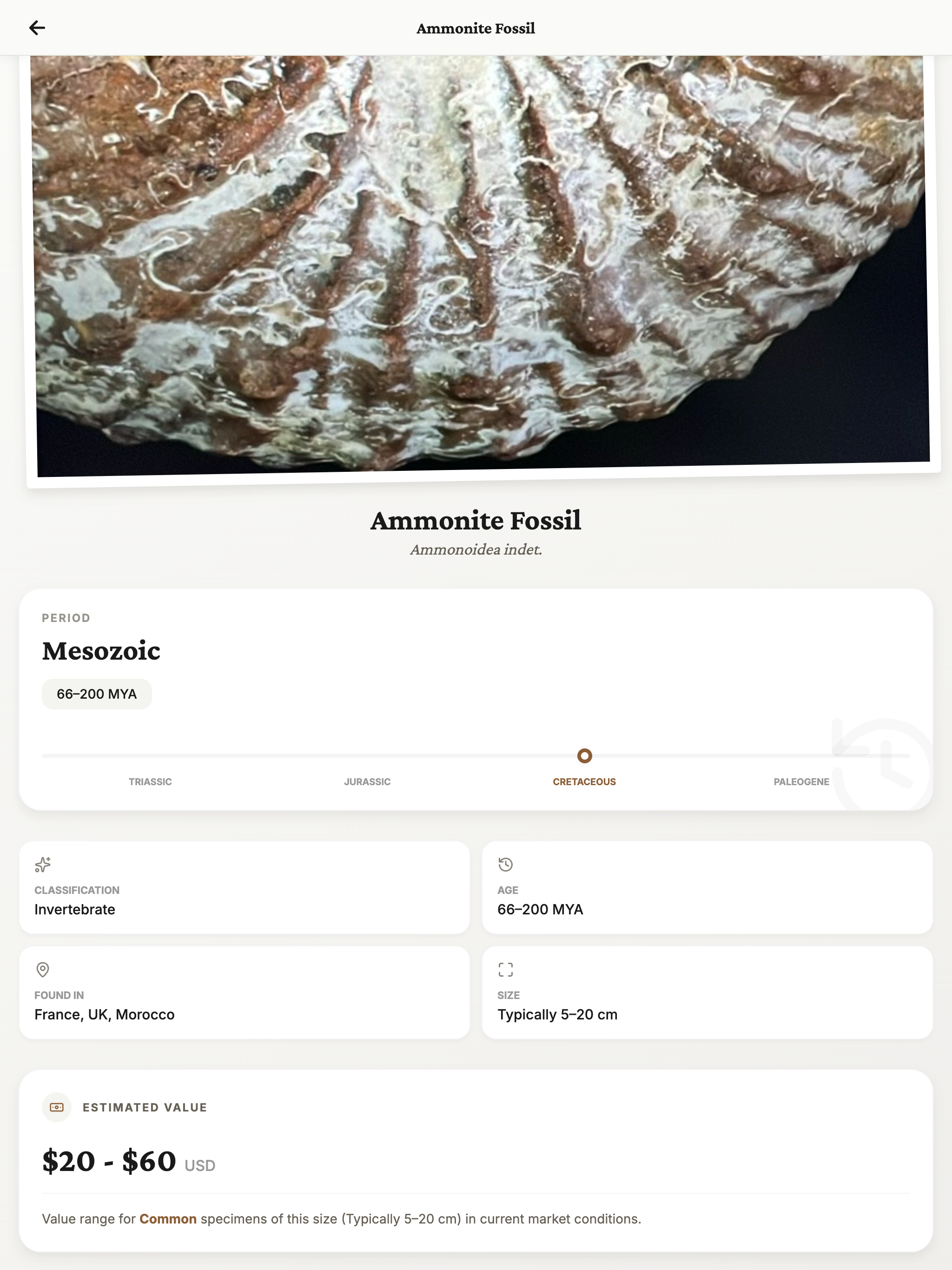 Fossil Identifier: Rock & Bone