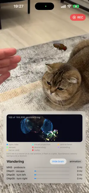 Mushka: Real Fly Brain screenshot 4