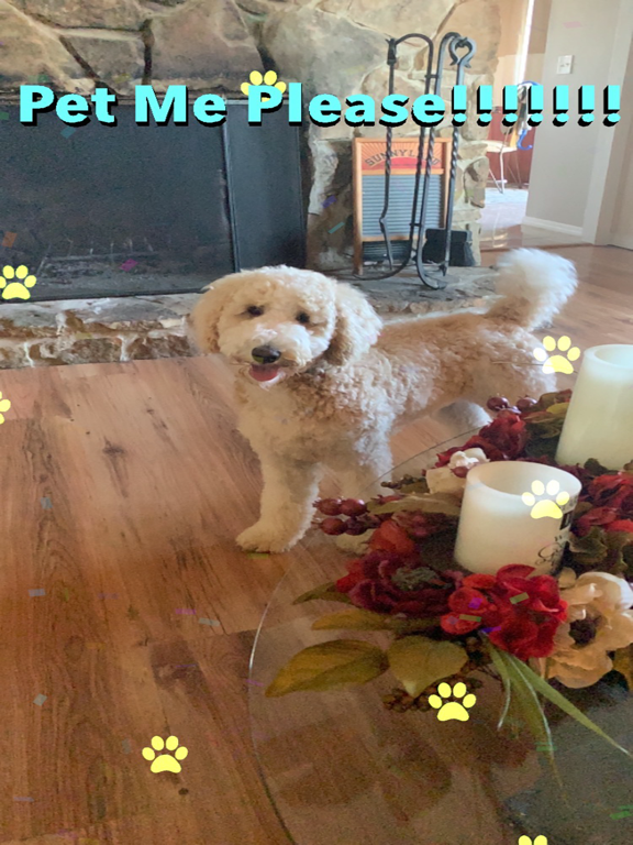 Picture Blaster iPad screenshot 4 - Photo & Video app