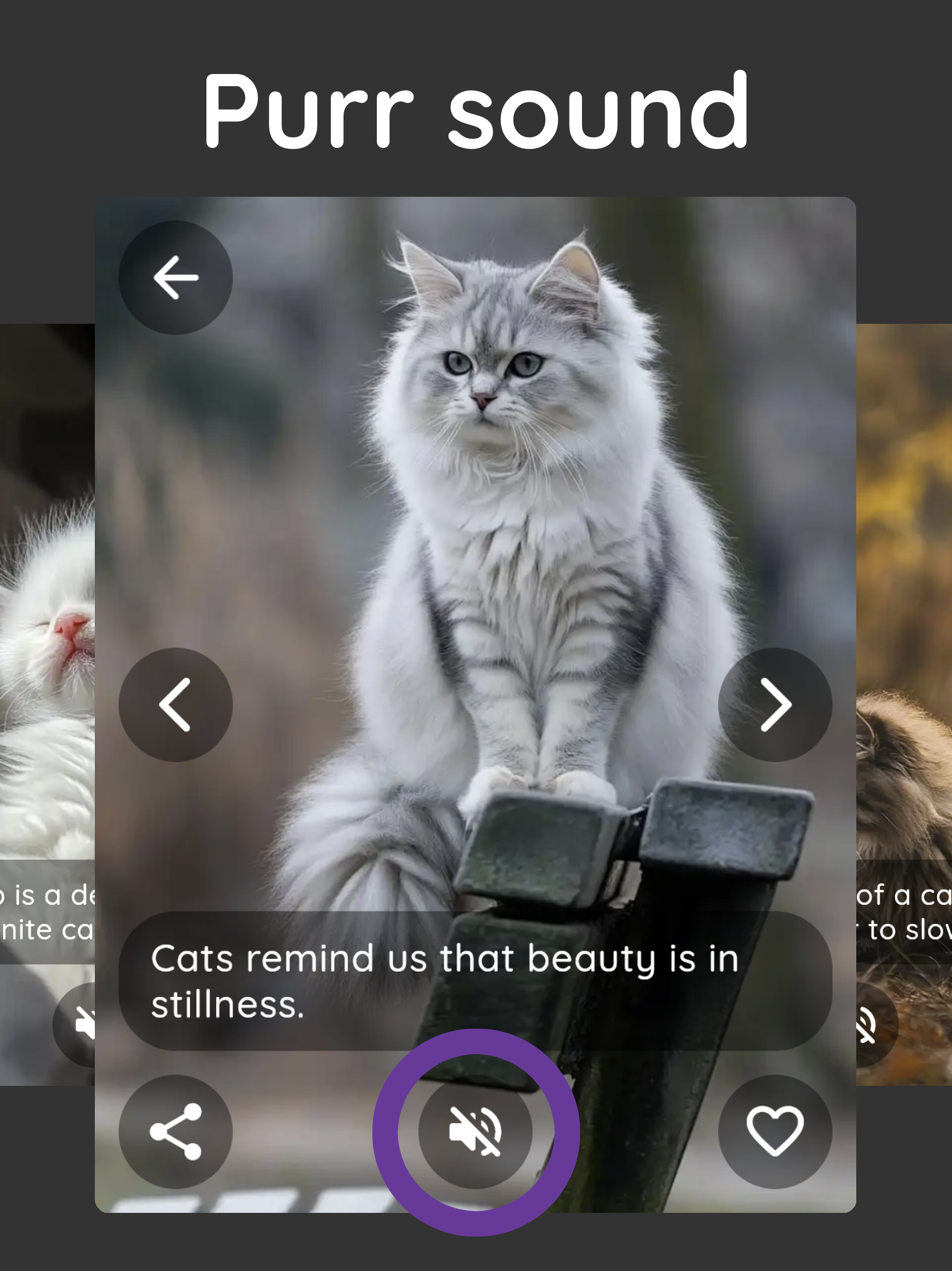 Purrity: cat photos and purr