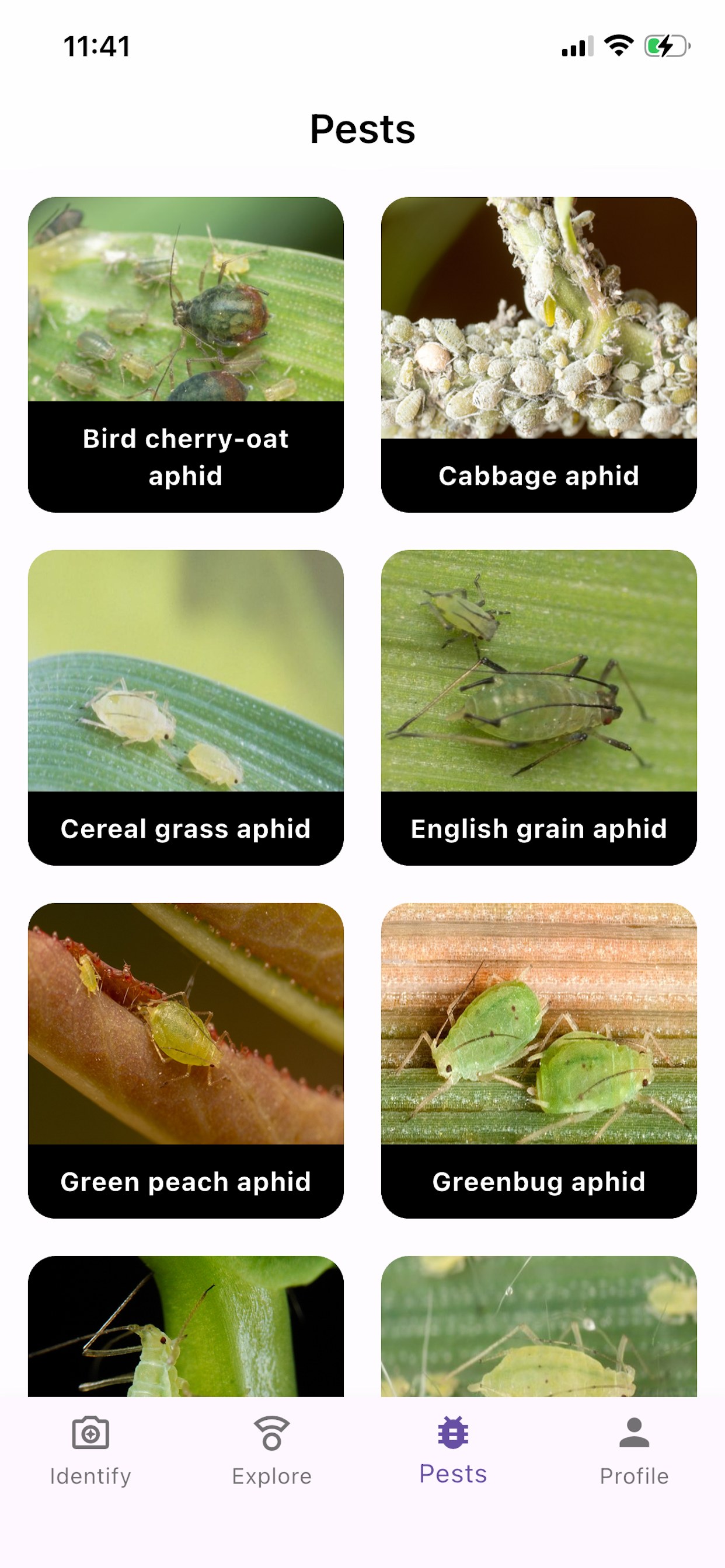 Identify Cereal Pests