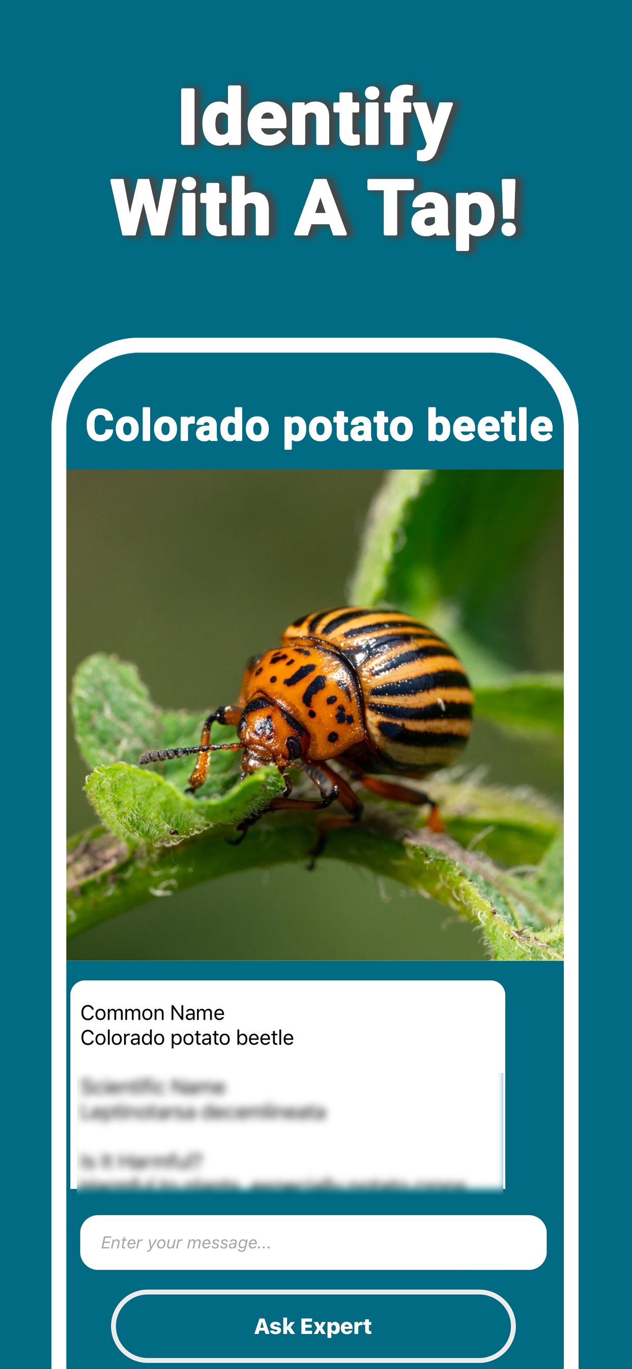 Insect Bug Identifier screenshot 5