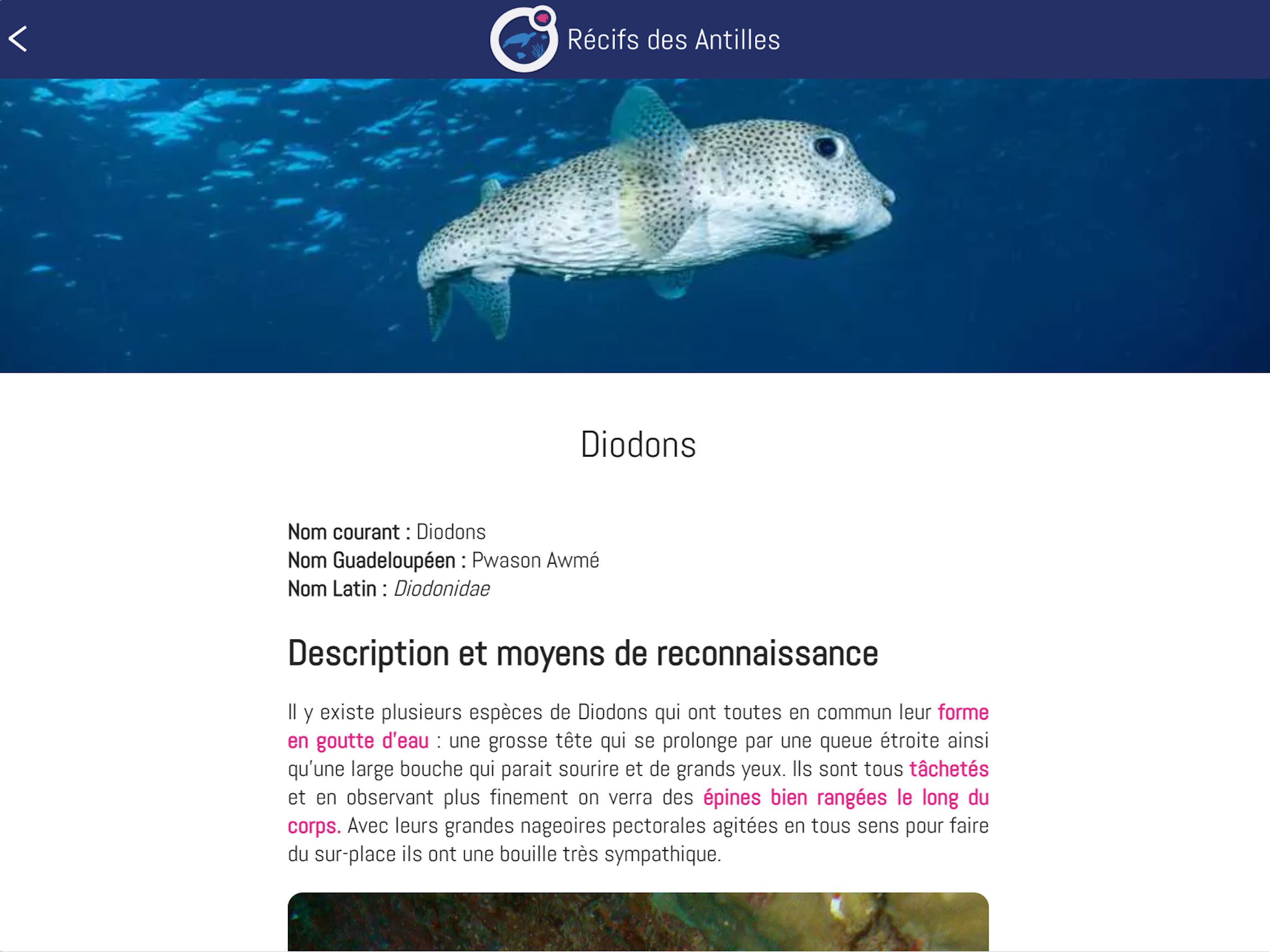 Guide des récifs des Antilles