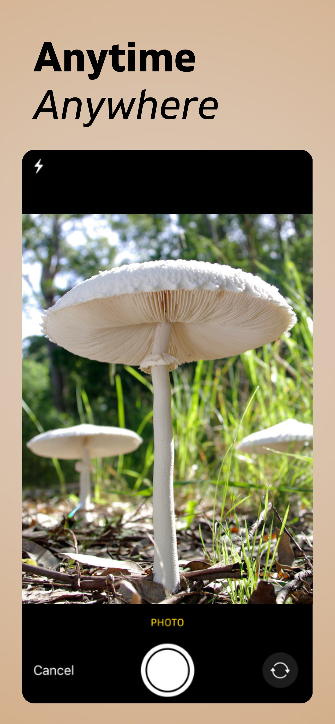 Mushroom Identifier AI screenshot 2