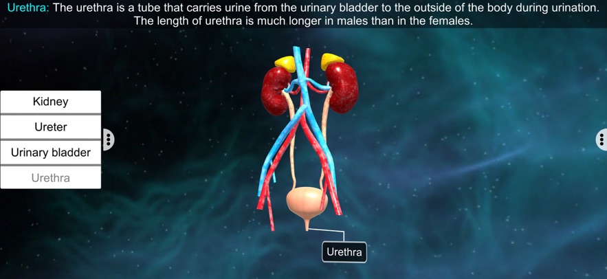 Urinary System Physiology