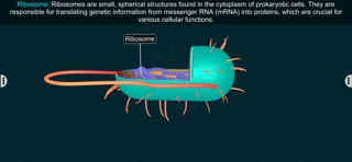 Prokaryotic Cell - EduTech Era screenshot