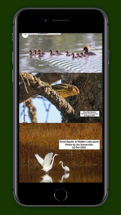 Pintales screenshot-4