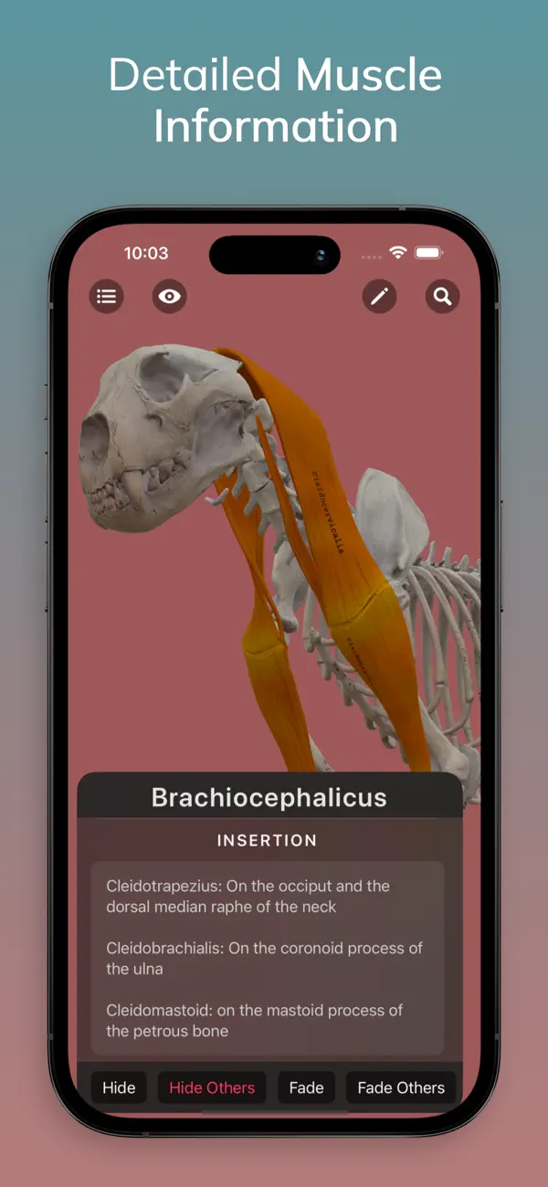 Screenshot #2 pour Lion Anatomy for Artists