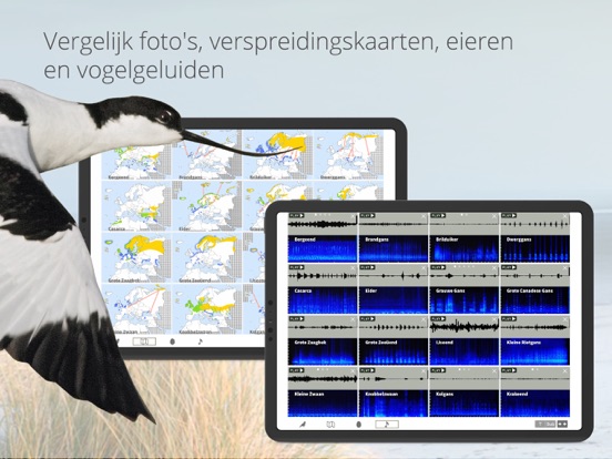 Vogels van Nederland en België iPad app afbeelding 7