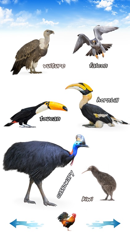 Amazing Bird Sounds screenshot-4