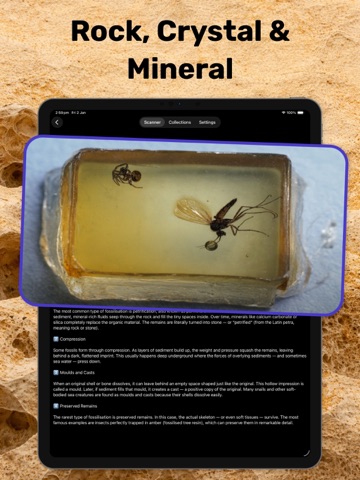 Fossil Identifier & Rock ID iPad screenshot