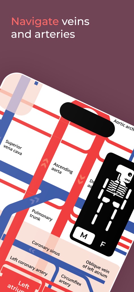 Body Map: Anatomy Simplified - Medical App | MWM