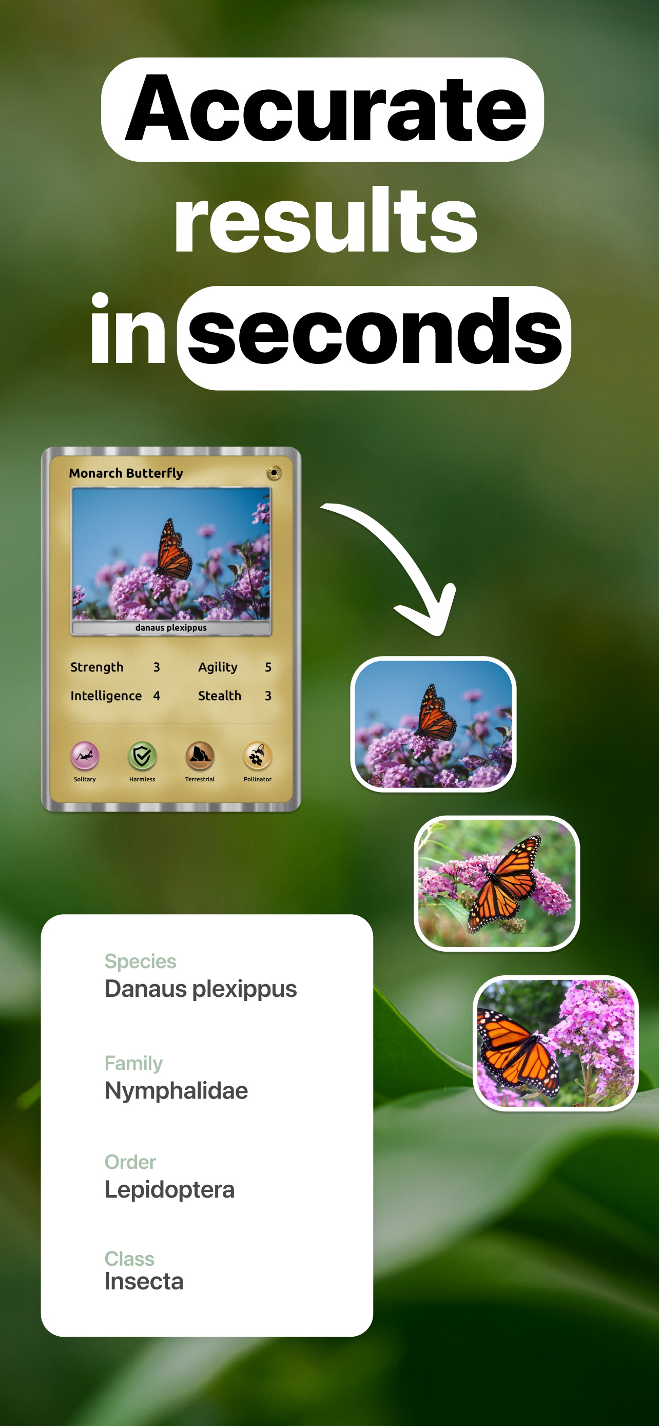InsectQuest: Bug & Spider ID